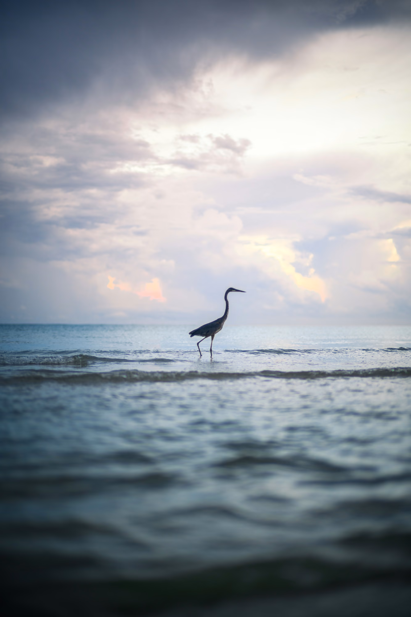 A heron wading through shallow ocean waves beneath a pale, clouded sky